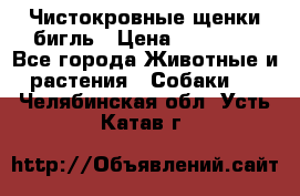 Чистокровные щенки бигль › Цена ­ 15 000 - Все города Животные и растения » Собаки   . Челябинская обл.,Усть-Катав г.